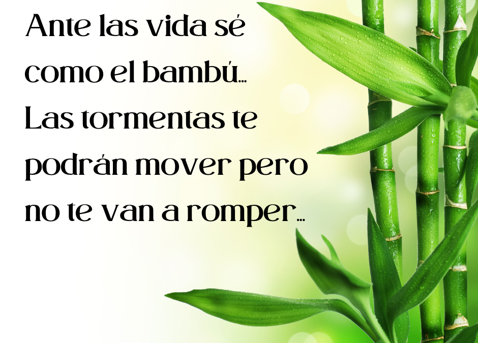 Bambú